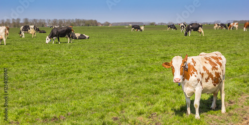 Obraz na płótnie Panorama of a brown and white cow in the landscape of Groningen, Netherlands w salonie
