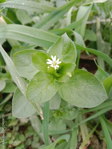 stellaria media flower pattern or chickweed flower pattern in the garden 