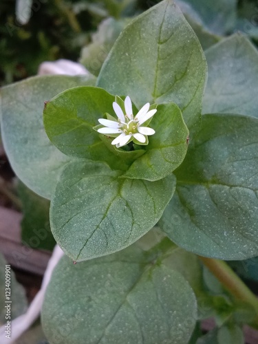 stellaria media flower pattern or chickweed flower pattern in the garden 