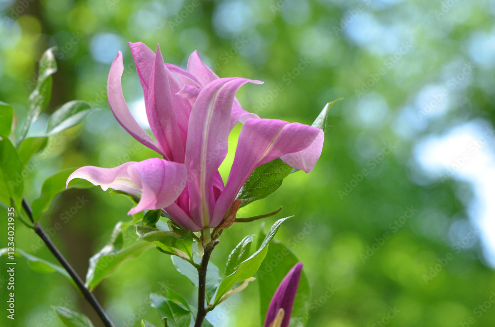 Closeup magnolia 'Galaxy' branch with blooming pink-magenta flower against natural blurred sky background. Growing magnolia, planting, landscaping concept. Free copy space. Closeup magnolia 'Galaxy' branch with blooming pink-magenta flower against natural blurred sky background. Growing magnolia, planting, landscaping concept. Free copy space.