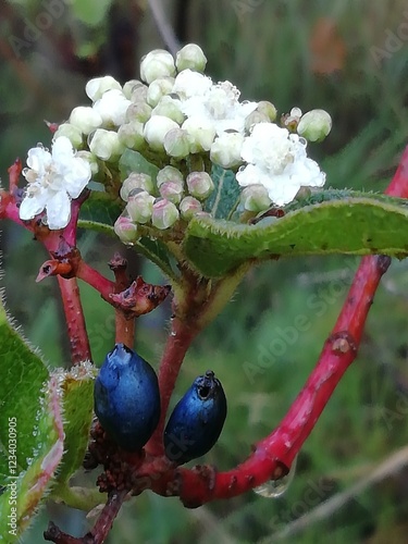 Viburnum tinus. Duraznillo con flores blancas y fruto maduro.  photo