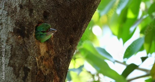 looking to the left and right, a nestling Mustached Barbet Psilopogon incognitus is waiting for its parent to feed it. photo