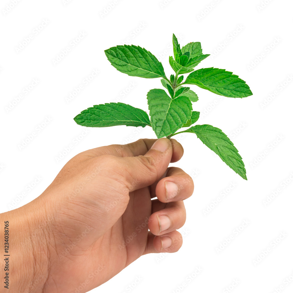 Mint leaves hand isolated on white background Mint leaves hand isolated on white background