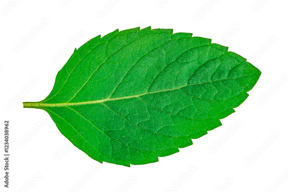 Mint leaves isolated on white background Mint leaves isolated on white background