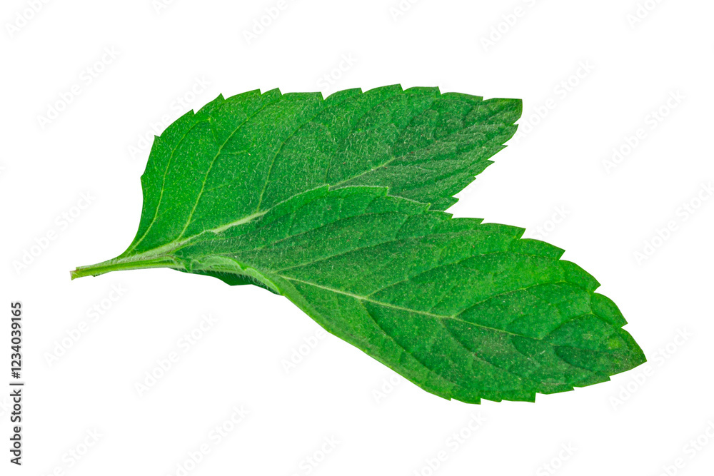 Fototapeta premium Mint leaves isolated on white background
