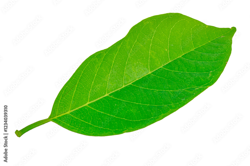 Obraz premium leaves isolated on white background