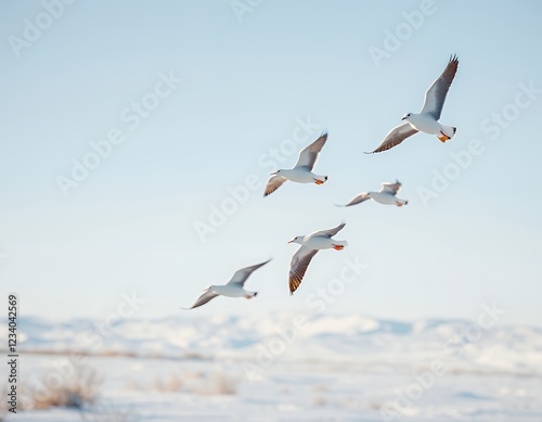 Five Gulls Soaring Over a Snowy Landscape photo