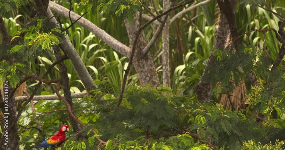 Pair of Scarlet macaws flying together land on a high tree in the Amazon rainforest canopy Pair of Scarlet macaws flying together land on a high tree in the Amazon rainforest canopy