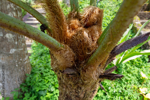 Fibrous Brown Texture of Cibotium Barometz photo