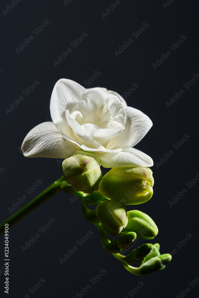 A delicate white freesia flower in full bloom is captured against a soft grey background. The flower's petals are soft and velvety, and the stem is a vibrant green. A delicate white freesia flower in full bloom is captured against a soft grey background. The flower's petals are soft and velvety, and the stem is a vibrant green.