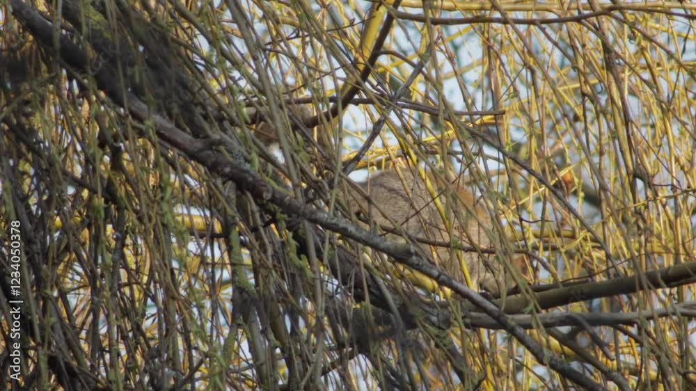 Grey Squirrel Walking Along Branch Of A Willow Tree With No Leaves Winter Daytime UK Hertfordshire Borehamwood Grey Squirrel Walking Along Branch Of A Willow Tree With No Leaves Winter Daytime UK Hertfordshire Borehamwood
