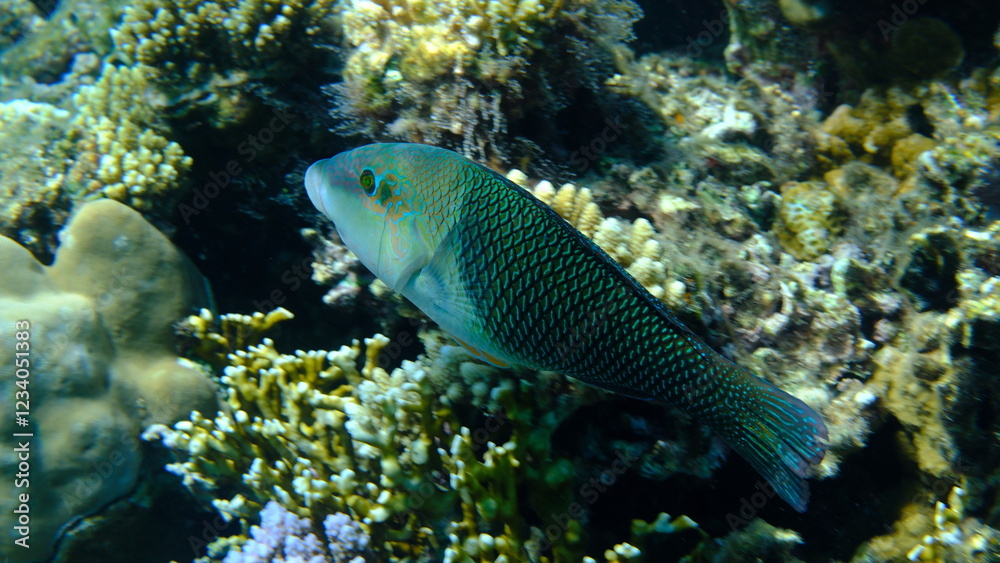 Fototapeta premium Thicklip wrasse or blackeye thicklip (Hemigymnus melapterus) undersea, Red Sea, Egypt, Sharm El Sheikh, Montazah Bay