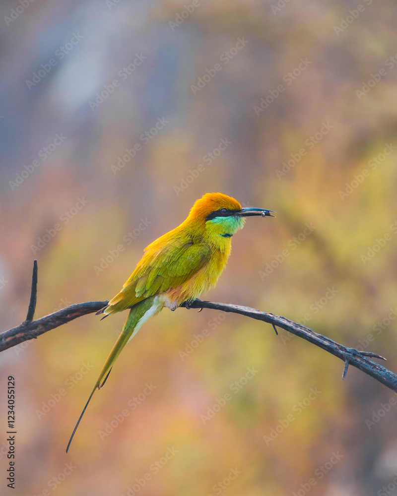 Fototapeta premium bee eater with a bee