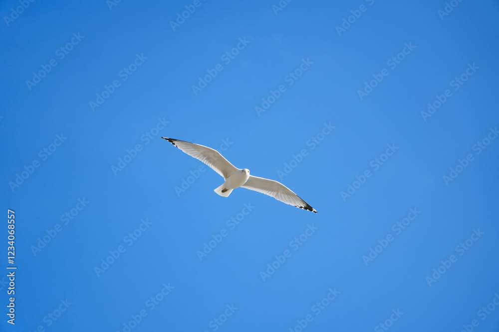Alone Seagull flying in the blue sky background. Alone Seagull flying in the blue sky background.