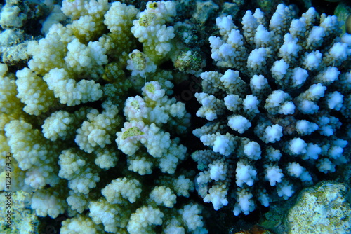 Rasp coral (Pocillopora verrucosa) and stony coral Acropora squarrosa undersea, Red Sea, Egypt, Sharm El Sheikh, Montazah Bay photo