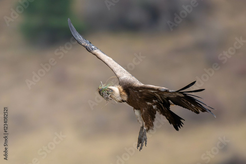 Vautour Fauve