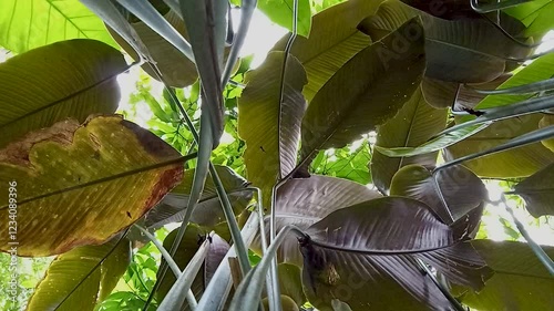 Low-angle shot under the Calathea lutea tree, called banana meranti sepat or banana kalatea, is a species of flowering plant in the Marantaceae family photo