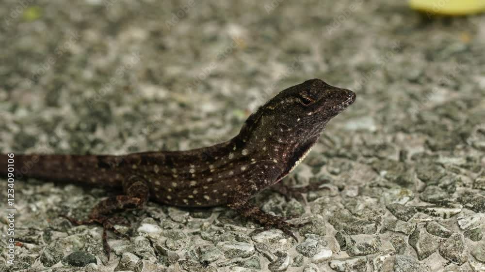 The Brown Anole (Anolis sagrei) is a small, adaptable lizard native to Cuba and the Bahamas, but it has spread to many parts of the world, including Florida, the Caribbean, and Central America. The Brown Anole (Anolis sagrei) is a small, adaptable lizard native to Cuba and the Bahamas, but it has spread to many parts of the world, including Florida, the Caribbean, and Central America.