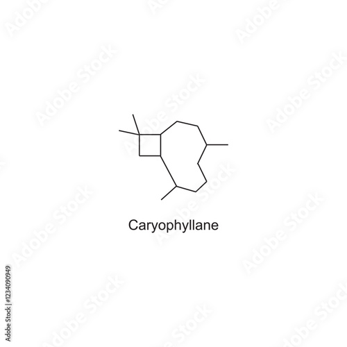 Caryophyllane skeletal structure.Sesquiterpene compound schematic illustration. Simple diagram, chemical structure.