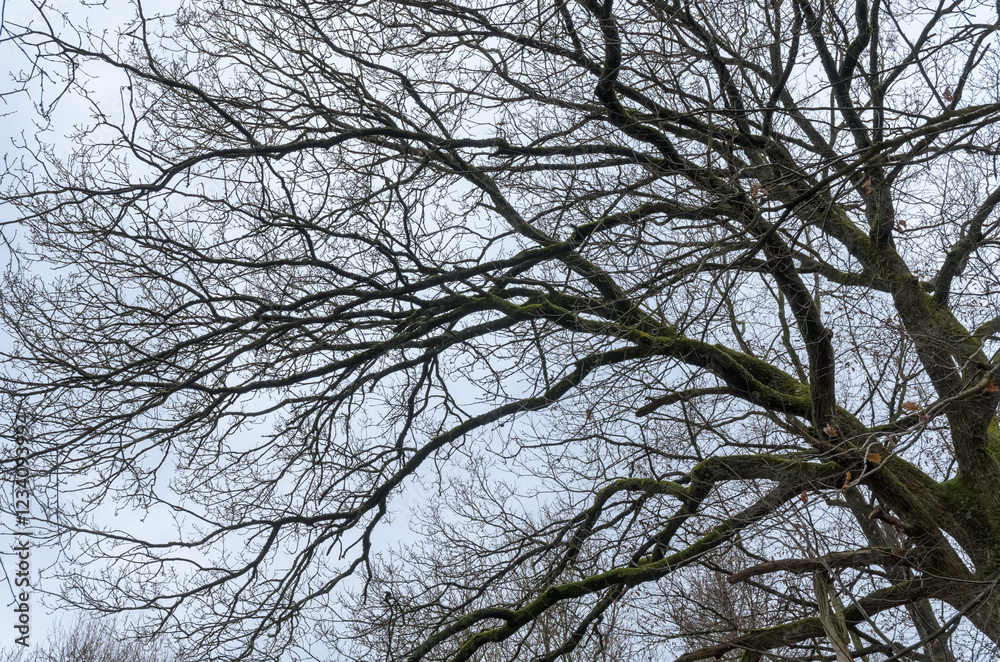 Tree silhouette with bare branches and twigs in a forest against bright sky during winter season, natural abstract trees woodland background Tree silhouette with bare branches and twigs in a forest against bright sky during winter season, natural abstract trees woodland background