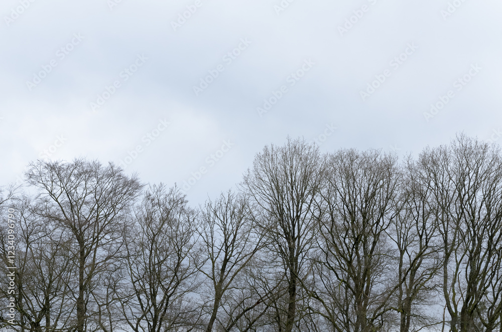 Tree silhouette with bare branches and twigs in a forest against bright sky during winter season, natural abstract trees woodland background Tree silhouette with bare branches and twigs in a forest against bright sky during winter season, natural abstract trees woodland background