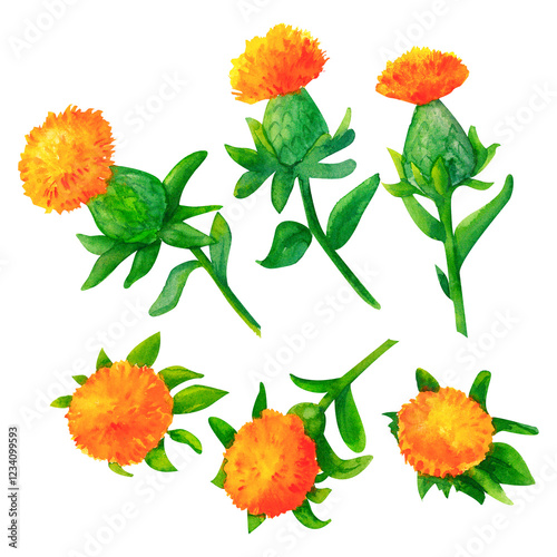 Canvas-taulu Set of vivid safflower bloom with soft, textured petals in sunny hues