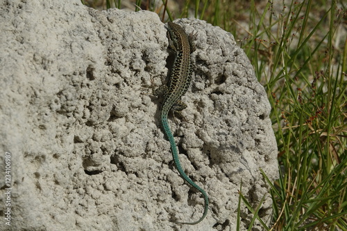 male Cretan wall lizard (Podarcis cretensis) photo