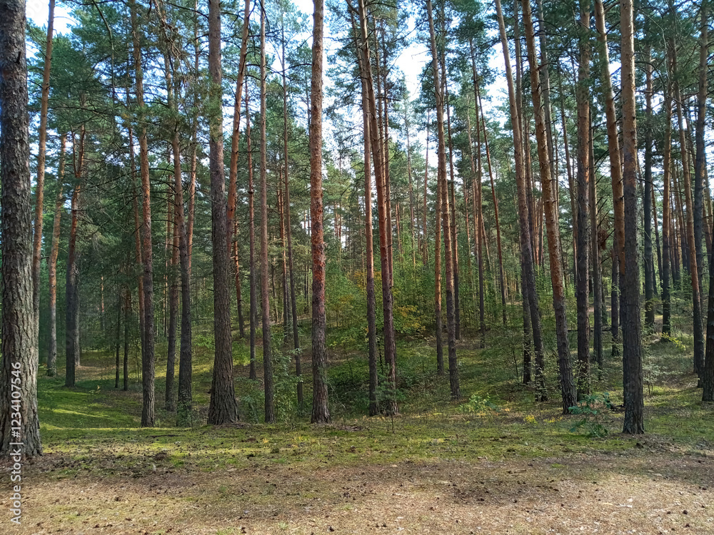 Naklejka premium Serene forest landscape with tall pine trees under a clear sky