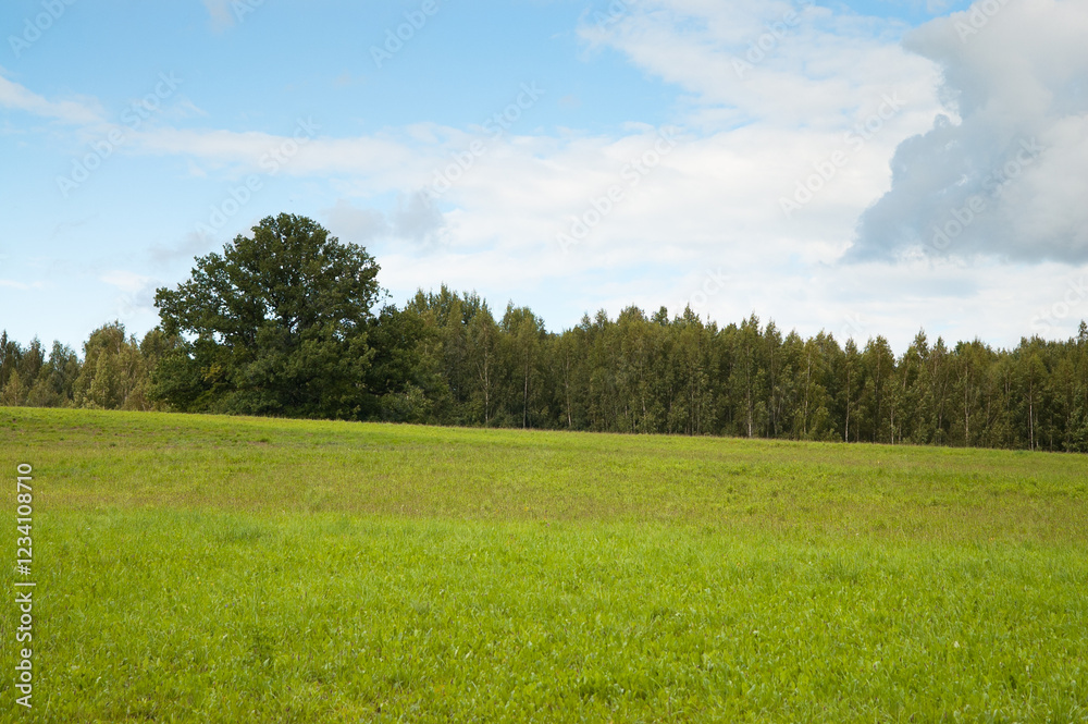 green meadow and forest, blue sky in the background green meadow and forest, blue sky in the background