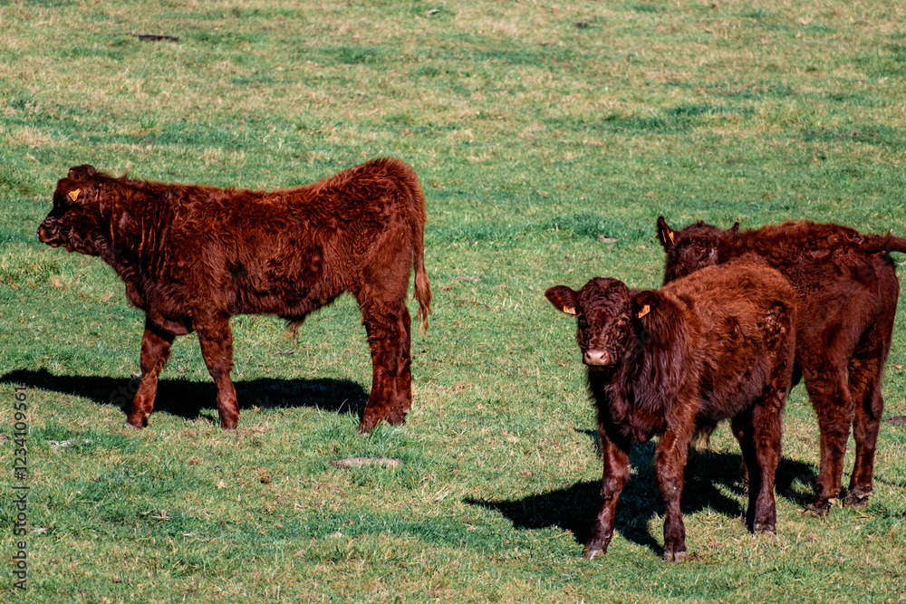 Cow in a pasture grazing, countryside and agriculture, vacca Cow in a pasture grazing, countryside and agriculture, vacca