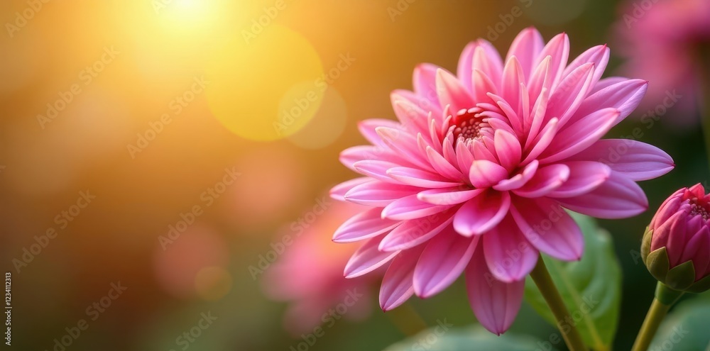 Fototapeta premium Soft petals of pink chrysanthemums against a warm sunlight background, flora, blossom
