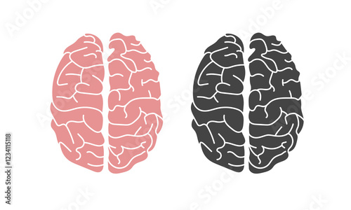 human brain anatomy