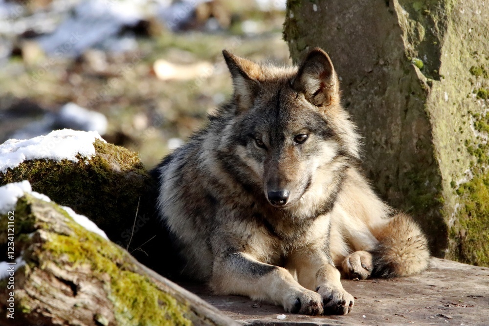Fototapeta premium loup