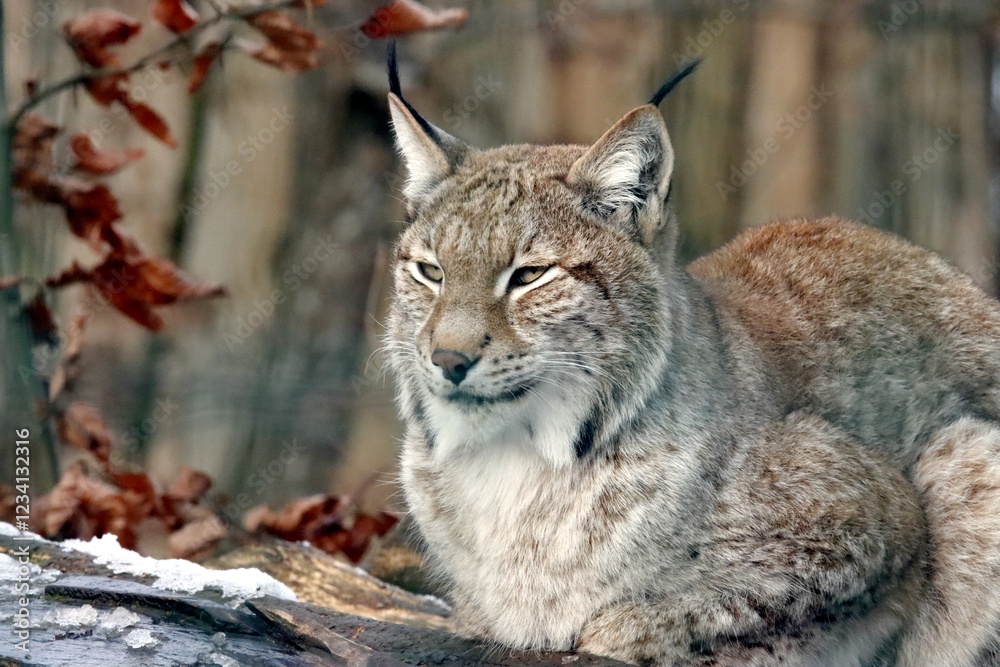 lynx