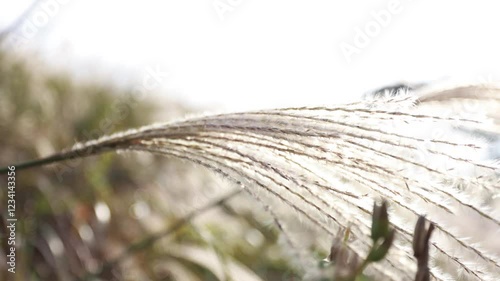 Swaying pampas grass in the sunset. Close-up of the plant in UHD.