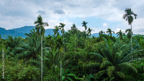 Wallpaper Mural Amidst the breathtaking landscapes of thailand, verdant palms reach towards a moody sky. The tranquil atmosphere invites exploration and reflection in this tropical paradise, where nature thrives. Torontodigital.ca