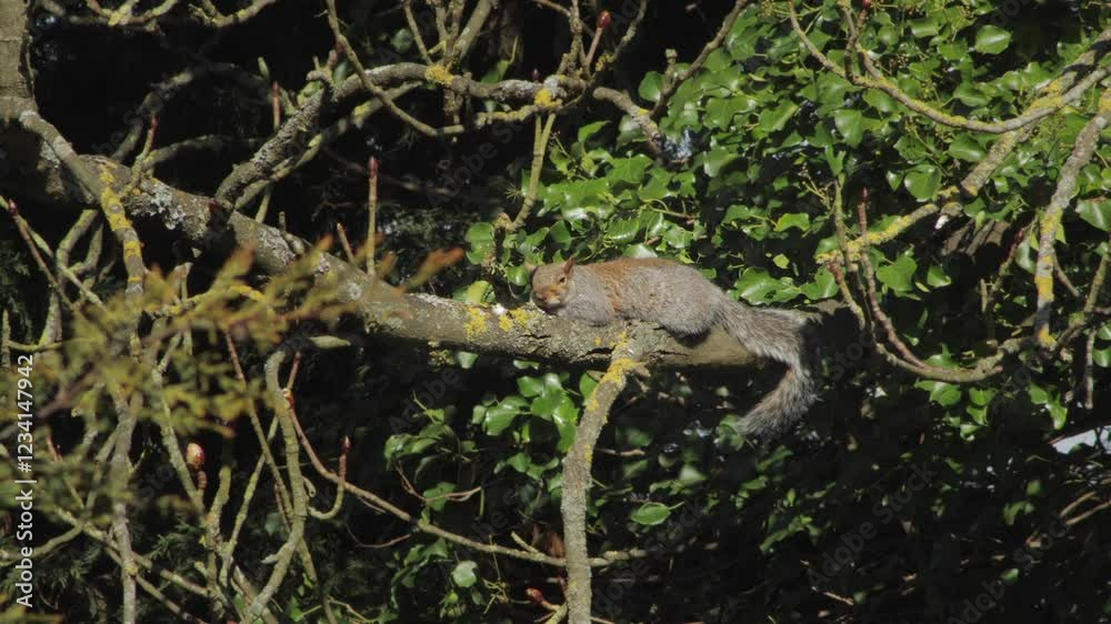 Sleepy Relaxed Grey Squirrel Laying Across Tree Branch In The Sun Daytime UK Hertfordshire Borehamwood Sleepy Relaxed Grey Squirrel Laying Across Tree Branch In The Sun Daytime UK Hertfordshire Borehamwood