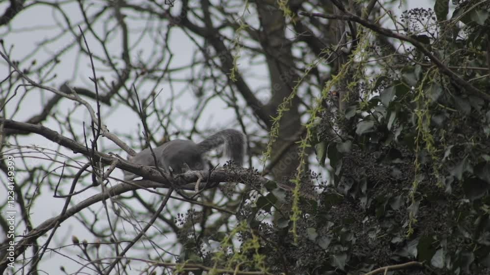 Grey Squirrel Moving Along Tree Branch Daytime Overcast Grey Sky Slow Motion Borehamwood Hertfordshire UK Grey Squirrel Moving Along Tree Branch Daytime Overcast Grey Sky Slow Motion Borehamwood Hertfordshire UK
