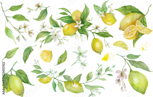 Watercolor floral set with leaves, flowers, and lemon fruits. Hand drawn illustration. vector EPS.