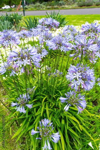 Lily of the Nile also called African Blue Lily flower in purple blue shade (Agapanthus Africanus) in Australia. photo