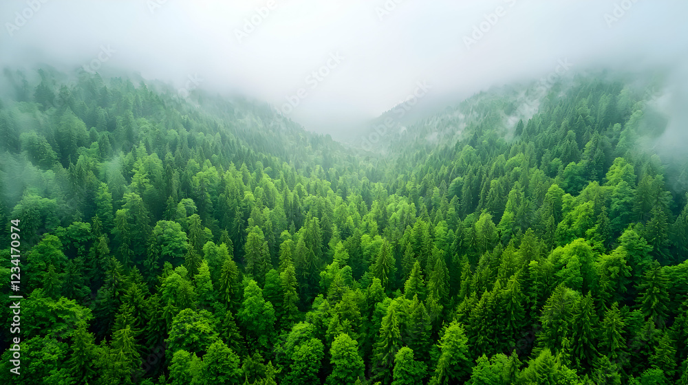 Obraz premium Misty mountain forest aerial view, lush green canopy, valley below. Nature conservation