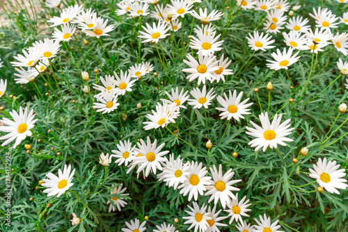 Tanacetum cinerariaefolium, The flowers are white with short stems. photo