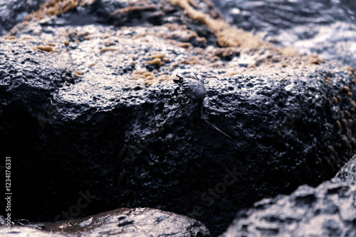 岩場をよじ登る小さなカニ