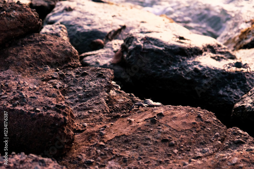 岩の上を歩くカニと夕日の輝き