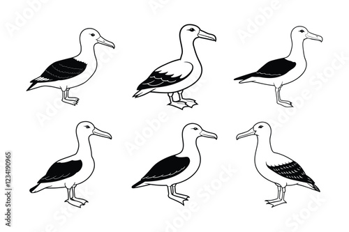 Laysan Albatross (Phoebastria immutabilis) animal design, labeled line art vector art illustration. photo