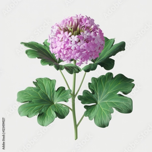 a wallflower flower isolated on white background