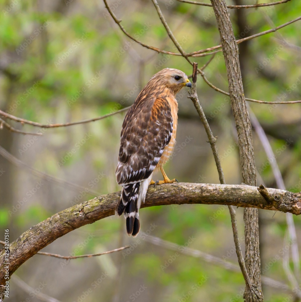 Red-shouldered hawk in a forest setting. Red-shouldered hawk in a forest setting.