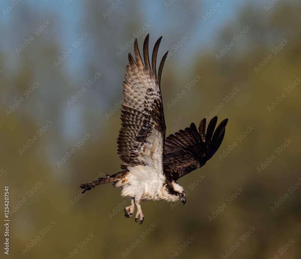 Fototapeta premium Majestic osprey in flight with detailed feathers.