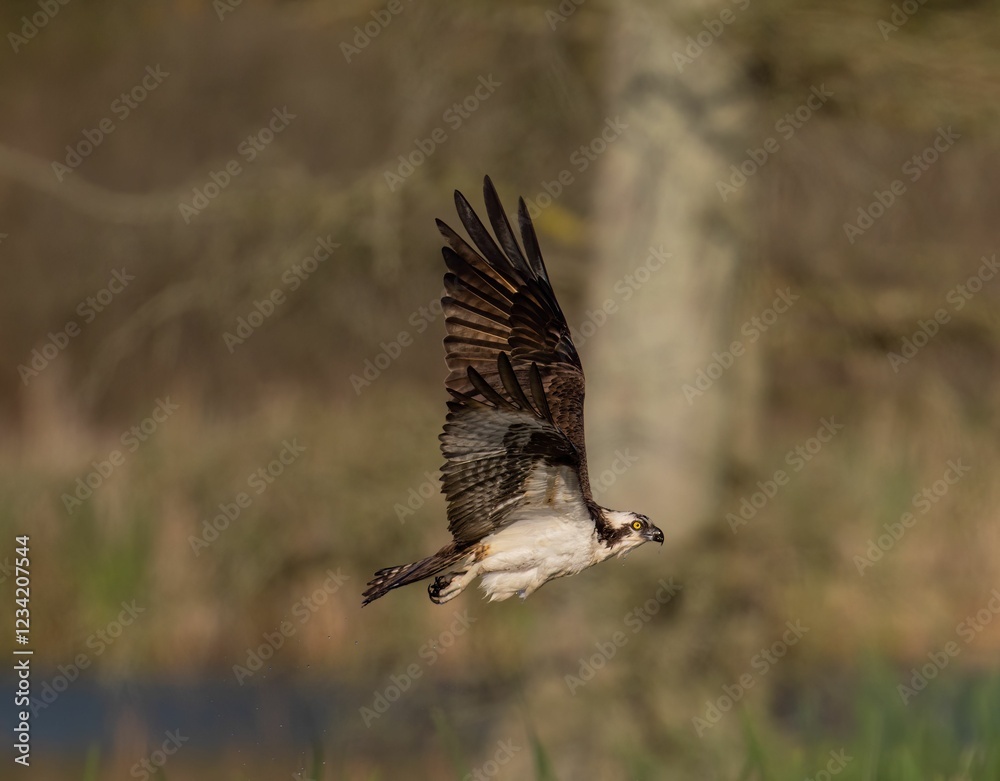 Osprey in flight with wings spread Osprey in flight with wings spread