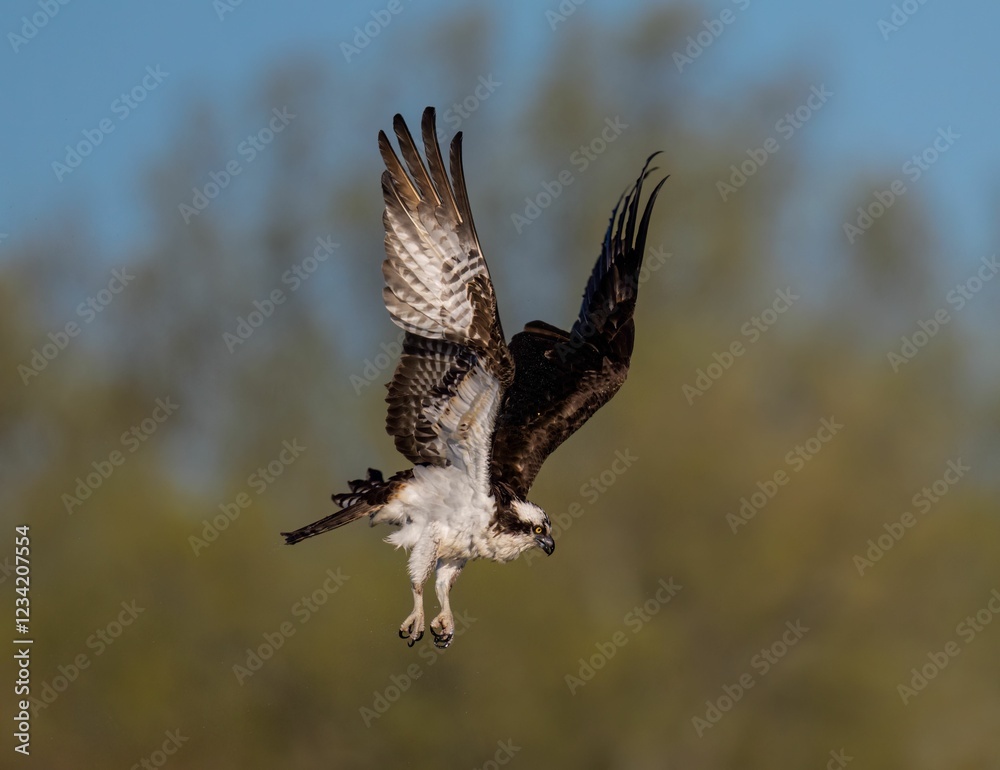 Obraz premium Osprey in flight with striking plumage